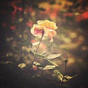 Obraz Retro Ruža zs5267